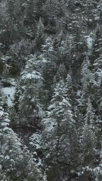 Een Luchtfoto Van Besneeuwde Bergketens Een Mystiek Bos Gevangen Winter — Stockvideo