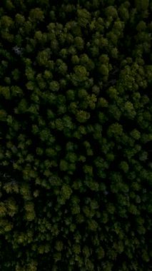 Büyüleyici insansız hava aracı görüntülerine yakalanmış mistik yeşil yaban hayatının havadan görüntüleriyle sinematik bir orman macerasına kaç..