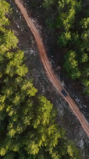 Mengalami Petualangan Hutan Megah Sebagai Mobil Hitam Yang Mewah Perjalanan — Stok Video