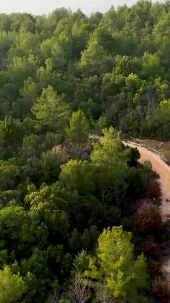 Αφεθείτε Μια Γαλήνια Ανακάλυψη Του Δάσους Ένα Πολυτελές Αυτοκίνητο Εγχειρήματα — Αρχείο Βίντεο