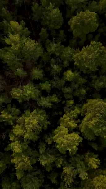 映画のようなドローン映像で捉えられた神秘的な緑の空中の景色で森の穏やかな美しさを発見 — ストック動画
