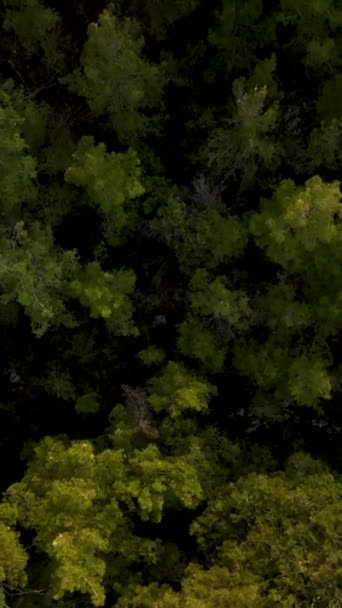 映画のドローンショットで撮影された謎の緑の森の空中ビューで高い視点を得る — ストック動画