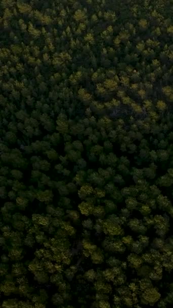 Erleben Sie Die Atemberaubende Schönheit Des Dunklen Waldes Und Der — Stockvideo