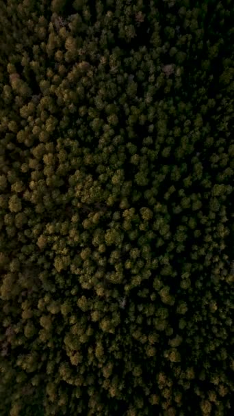 映画のドローンショットで撮影された神秘的な緑の空の景色を眺めながら壮大な森林の旅を体験してください — ストック動画