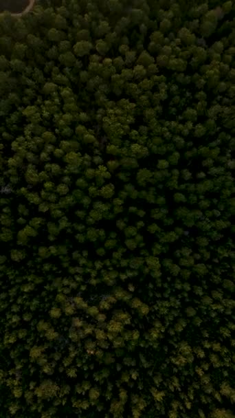 Verticale Video Cinematic Enchantment Luchtfoto Van Dark Forest Green Wilderness — Stockvideo