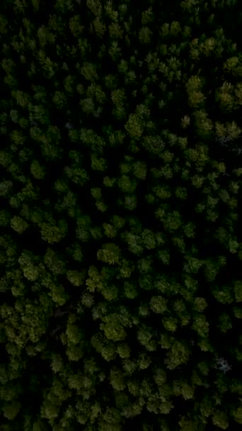 暗い森と謎の緑の空中ビューで高い視点を得る 映画のドローンショットでキャプチャ — ストック動画