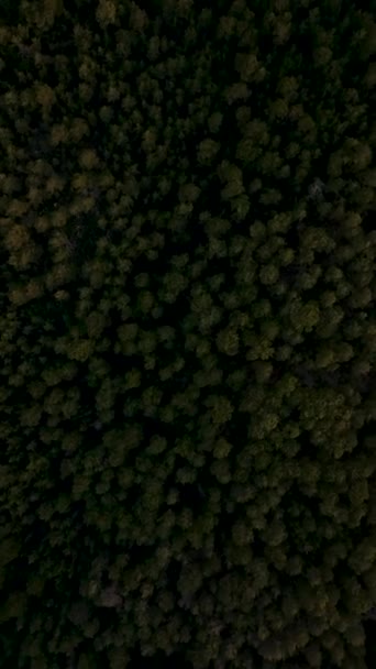 暗い森と神秘的な緑の荒野の驚異を魅惑的な映画のドローンショットで体験してください — ストック動画