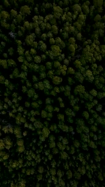 Escapar Una Aventura Bosque Cinematográfico Con Vistas Aéreas Naturaleza Verde — Vídeo de stock