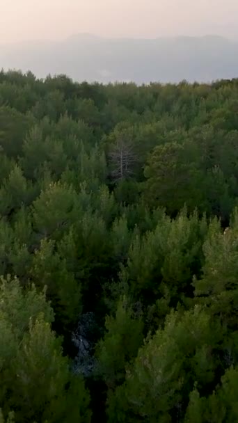 Erkunden Sie Die Mystik Des Dunklen Waldes Und Der Bergstraße — Stockvideo