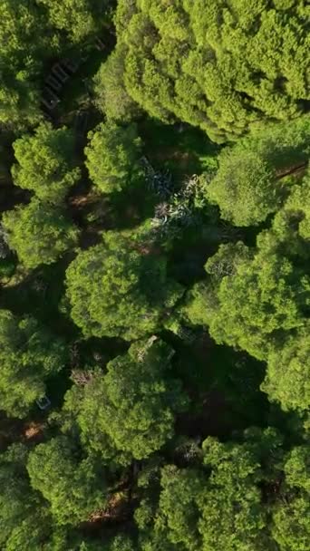 Upplev Den Oasliknande Atmosfären Palmomringade Fontäner Park Ett Fascinerande Antennperspektiv — Stockvideo