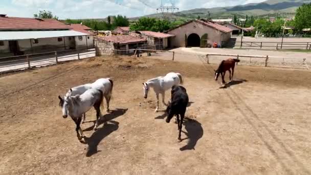 Paardrijden Cappadocië Luchtfoto Achtergrond — Stockvideo