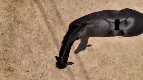 Horseback Riding Cappadocia Aerial Background — Stock Video