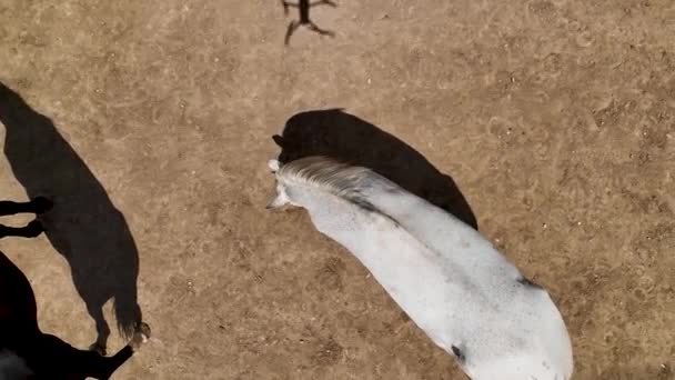 Horseback Riding Cappadocia Aerial Background — Stock Video