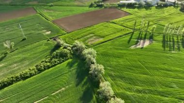 Farm Region green fields background