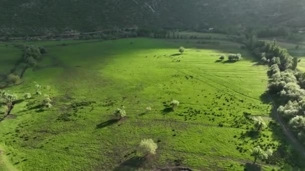 ファーム地域緑のフィールドの背景 — ストック動画