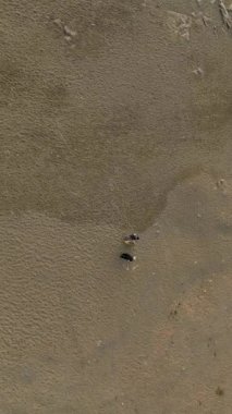 Yetişkin bir çift ve sevgili köpekleri ile bir kumsal yürüyüşünün huzurunun tadını çıkarın. Bu dikey videoda aşk ve yoldaşlık tasvir ediliyor..