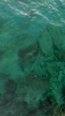 Heyecan verici takibe katılın. Bir dron, su altı girişimleri sırasında ördeği kovalarken, bu dikey videoda havadan görüntüyü yakalıyor..