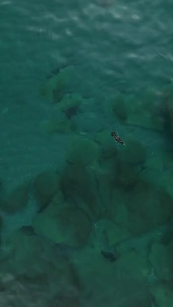 Sahilde Yüzen Suyun Altına Dalan Dikey Videoda Havadan Çekilen Bir — Stok video