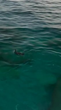 Dalış yapan bir ördeğin su altı dünyasını keşfettiği büyüleyici yolculuğa dikkatinizi çekerim. Bu dikey videoda bir dron tarafından yakından gözlemlenmektedir..