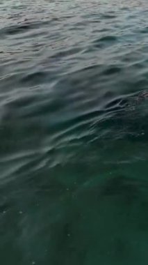Kıyı vahşi hayatının güzelliğine tanık olun. İnsansız hava aracı kıyı şeridinde dalış yapan bir martıyı takip ediyor. Bu dikey videoda doğal yaşam alanlarını gösteriyor..