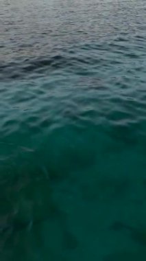 Bu dikey videoda senkronize hareketlerini gösteren, sakin sahil ortamında dalış yapan bir martıyı takip eden bir dronun mucizesi hayret verici..