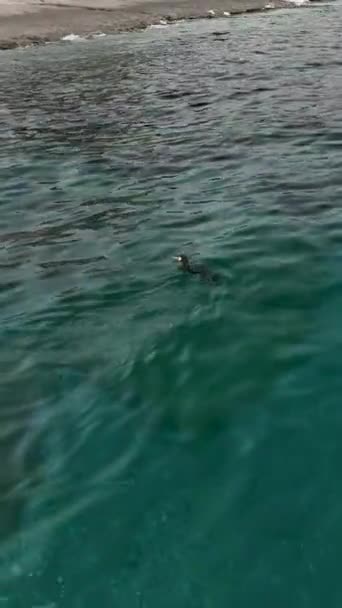 Junte Experiência Vida Selvagem Enquanto Pato Mergulha Debaixo Água Drone — Vídeo de Stock