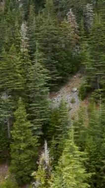 Bu dikey videoda, dalgalı bir nehir ve sakin şelalelerle dağ manzarasını izlerken kendinizi huzurlu bir kış ormanına daldırın..