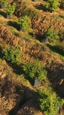 Çiftlik bölgesinde yuva yapmış bir avokado bahçesinin zevkli genişliğini keşfedin. Bu dikey videoda yukarıdan manzara güzelliğini yakalayın..