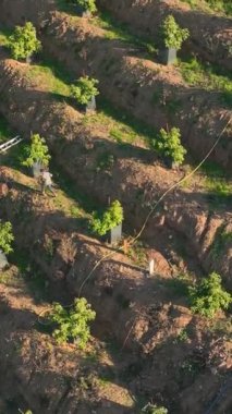 Yükselin ve yemyeşil bir avokado bahçesinin nefes kesici manzarasına bakın gelişmekte olan bir tarım bölgesinde, bu dikey videoda eşsiz bir perspektif sunuyor.