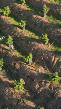 Yükselin ve yemyeşil bir avokado bahçesinin nefes kesici manzarasına bakın gelişmekte olan bir tarım bölgesinde, bu dikey videoda eşsiz bir perspektif sunuyor.