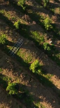 Avokado çiftliğinin büyüleyici görüntüsünün tadını çıkarırken bu dikey videoda tarım bolluğunun özünü yakaladığınız cömert hasat mevsimine tanık olun..
