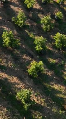 Büyüyen bir avokado bahçesinin cazibesinden haz alıyorum. Manzaralı bir tarım bölgesine yerleşmiş. Bu dikey videoda yukarıdan bir görüntü sunuyor..