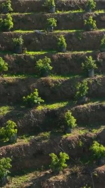 Canlı bir avokado koruluğunun duvar halısı kırsal bir tarım bölgesinde renkli bir yama dokuyor ve bu dikey videoda tarım güzelliğinin özünü yakalıyor..