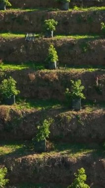 Avokado cennetinin yeşil vahasını keşfedin ve bu dikey videoda filizlenen ağaçların canlı yapraklarına tanık olun..