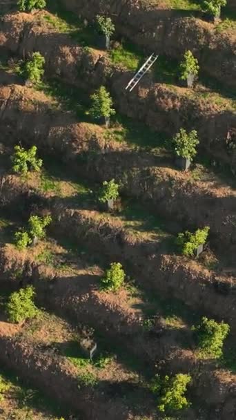 当你在一个欣欣向荣的农业区看到迷人的鳄梨林的时候 你会沉浸在大自然的丰饶中 就像在这个垂直的视频中一样 — 图库视频影像