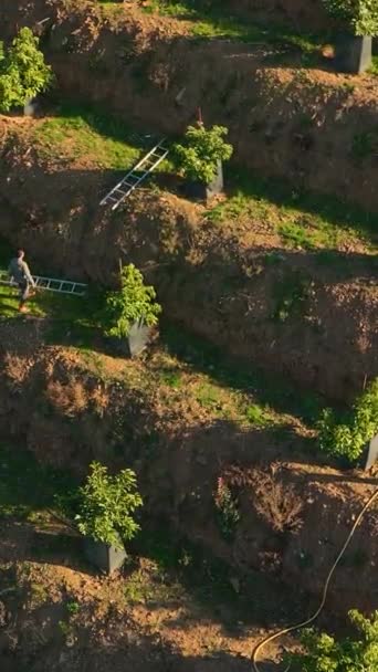 영상에서 도피구 역할을 농촌의 번창하는 아보카도 경탄하면서 시골의 아름다움을 — 비디오