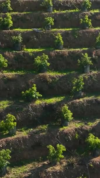 Удивительно Гобелен Живой Авокадо Рощи Плетет Красочные Лоскуты Сельской Местности — стоковое видео