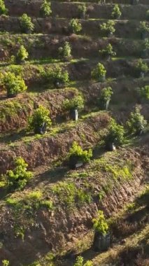 Büyüleyici avokado teraslarının ve büyüleyici çiftlik evlerinin üzerinde süzülürken sakin bir manzaraya geri çekilip bu büyüleyici dikey kırsal inzivaya çekilmenin huzurlu cazibesine kapılırsınız.