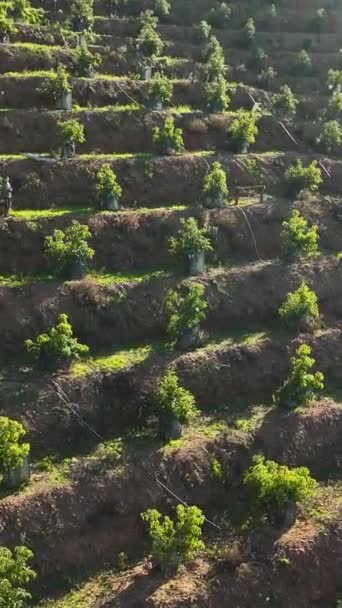 Zanurz Się Spokojnej Piękności Południowej Turcji Jak Widać Bujne Plantacje — Wideo stockowe