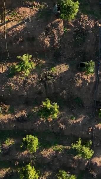 Опыт Захватывающей Красоты Южной Индейки Авокадо Гавань Парить Над Свидетелями — стоковое видео