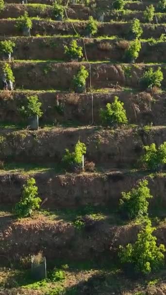 Wysoko Nad Podziwiać Malowniczy Krajobraz Południowej Turcji Rozległych Gajów Awokado — Wideo stockowe