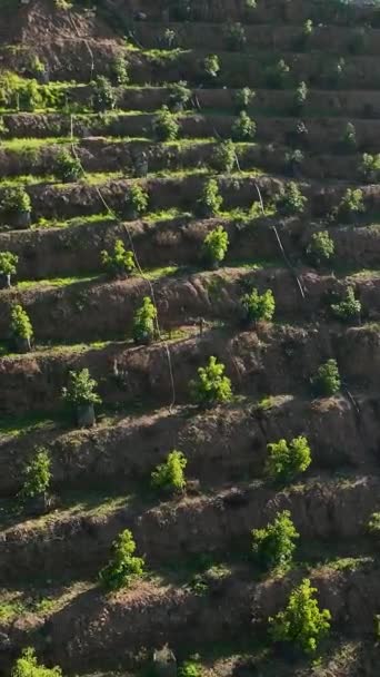 Восхищение Видом Воздуха Южных Индюков Обильные Сады Авокадо Традиционные Фермерские — стоковое видео
