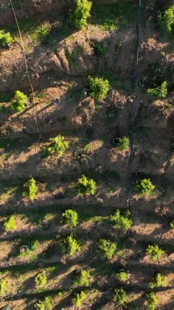 아보카도 매력적 농가들이 아름다운 풍경에 즐겁게 하면서 매혹적 영상에서 아보카도 — 비디오