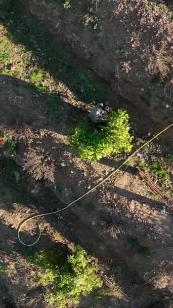 在这个迷人的垂直视频中 当你从空中观察田园诗般的鳄梨种植园和乡村农场时 你可以在土耳其南部进行视觉旅行 — 图库视频影像