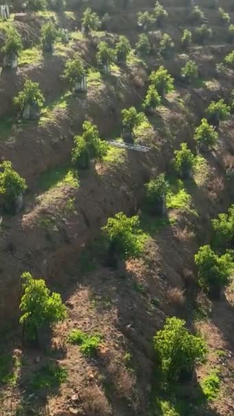 在土耳其南部发现一处风景秀丽的休养地 你会惊叹于广阔的鳄梨种植园和迷人的农舍 从空中看到这里的宁静 — 图库视频影像