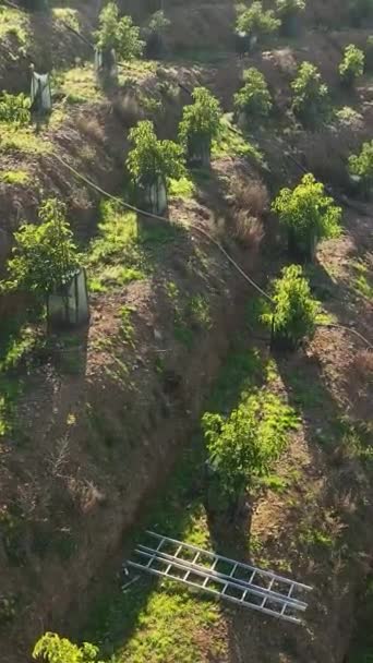 Взгляните Захватывающую Панораму Пейзажа Авокадо Южных Индюков Усеянного Живописными Фермерскими — стоковое видео