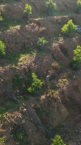 见证了土耳其南方鳄梨种植园和农舍在迷人的空中展览中展现出来的优雅美丽 展现了这一迷人的垂直吸引人的区域魅力和魅力 — 图库视频影像
