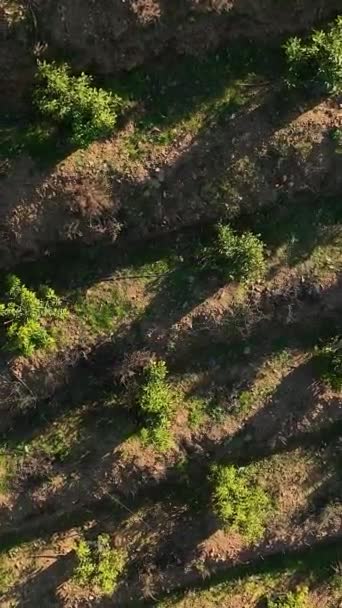 从空中俯瞰土耳其南部风景的广袤的种植园和古朴的农舍时 你会发现一个鳄梨庇护所 — 图库视频影像