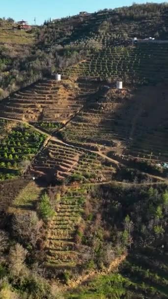 豊富なアボカド農園とトルコ南部の肥沃な土地にある居心地の良い農家で喜び この地域の空中的な視点から農業の繁栄の本質を捉えます — ストック動画