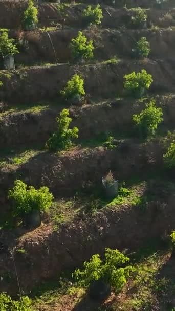 絵のように美しいアボカドのプランテーションやトルコ南部の魅力的な農家の上に舞い上がる静かな瞬間を体験してください — ストック動画